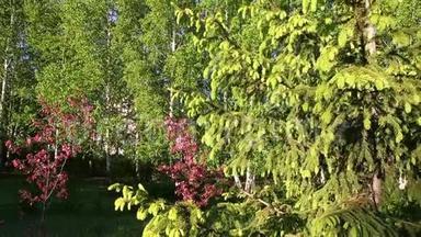 青枝杉树径道春时节.. 找到摄像头了。 常绿树和针叶。